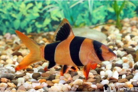 fish