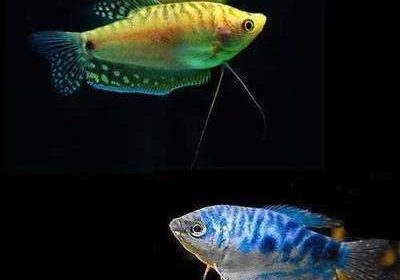 fish