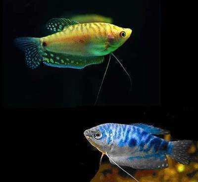fish