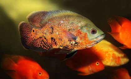 fish