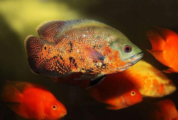 fish