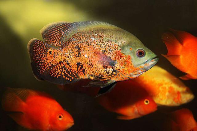 fish