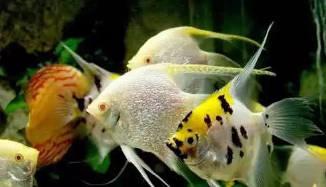 fish