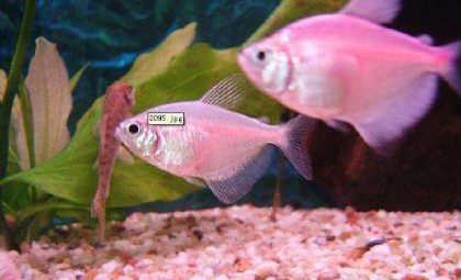 fish