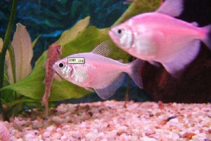 fish