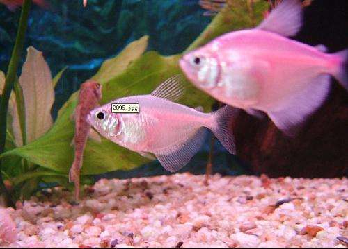 fish
