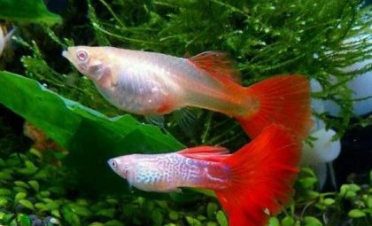 fish