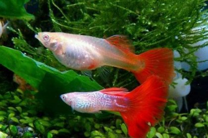 fish