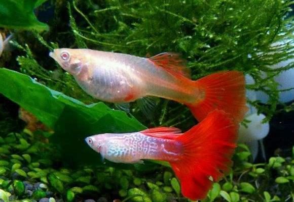 fish