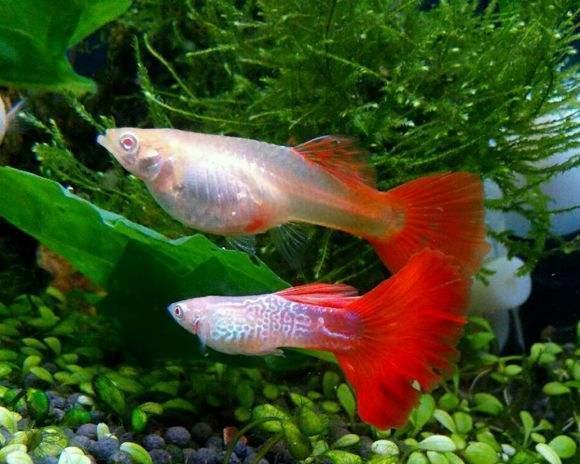 fish